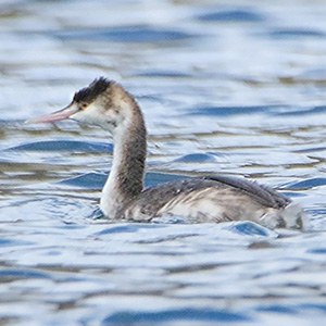 Great Crested Grebe